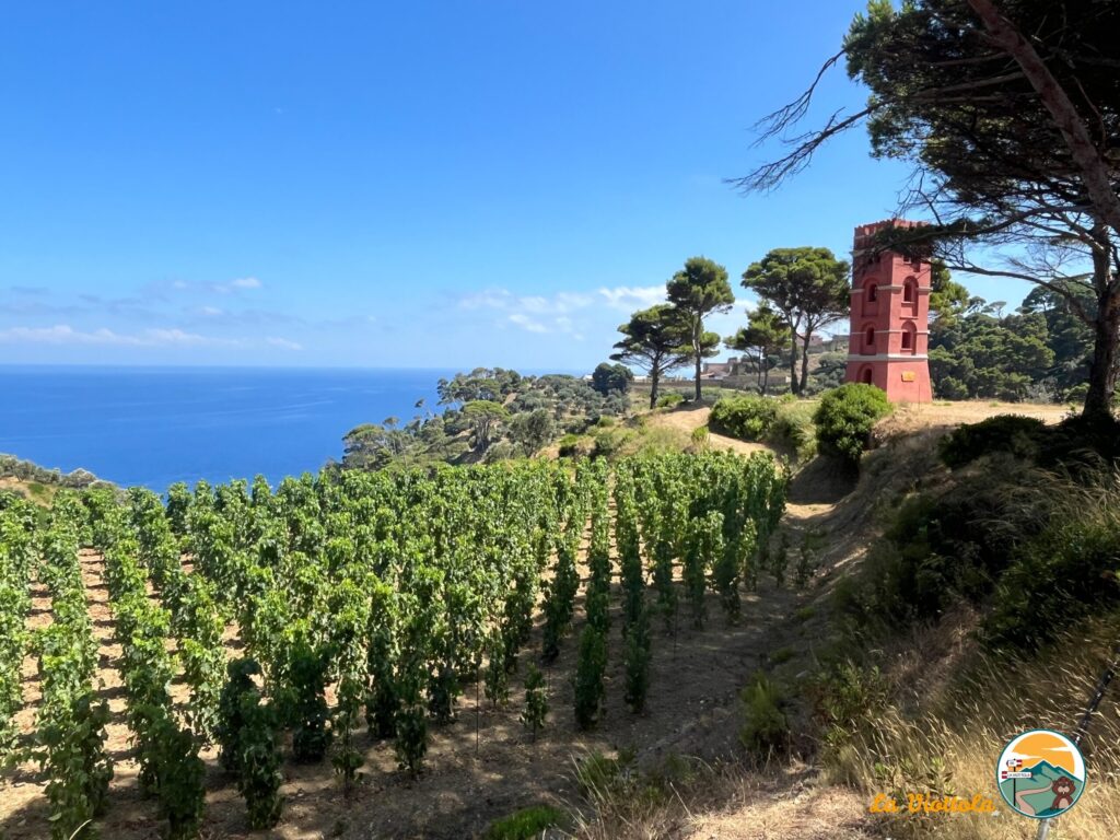 Isola di Gorgona vigneti